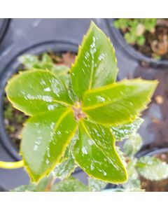 Ilex x meserveae 'Heckenfee'® / Houx arbustif femelle