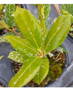 Ilex x meserveae 'Heckenstar'® / Houx arbustif Mâle