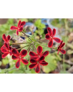Pelargonium ardens / Géranium à caudex
