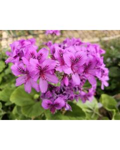 Pelargonium cucullatum / Géranium au parfum épicé