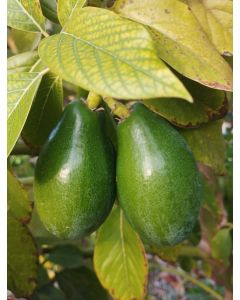Persea americana 'Degania' (Semis) / Avocatier race antillaise
