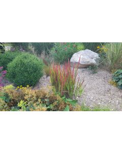 Imperata cylindrica 'Red Baron' / Herbe sanglante