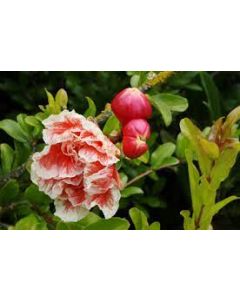 Punica granatum 'Legrelliae' / Grand grenadier à fleurs