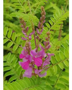 Indigofera heterantha 'Gerardiana' / Indigotier rose