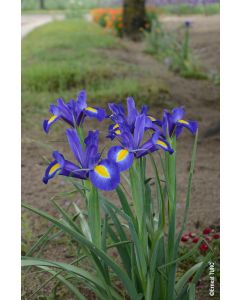 Iris x hollandica 'Blue Magic' (Multi-bulbe) / Iris de Hollande 
