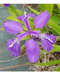 Iris milesii / Iris de Miles