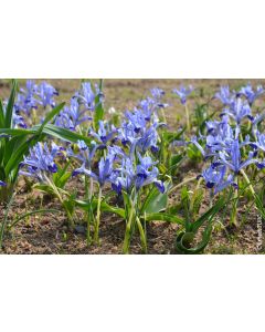 Iris reticulata 'Clairette' (Multi-bulbe) / Iris nain naturalisable
