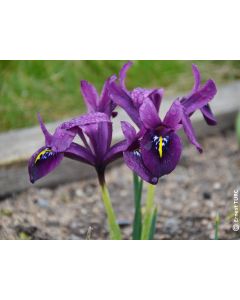 Iris reticulata 'Pauline' (Multi-bulbe) / Iris nain naturalisable