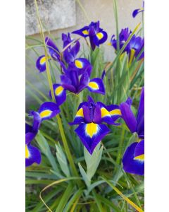 Iris x hollandica 'Bleu' / Iris de Hollande 