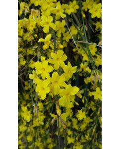 Jasminum nudiflorum / Jasmin d'hiver 