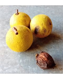 Juglans nigra / Noyer noir d'Amérique