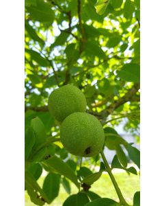 Juglans regia 'Chandler' / Noyer Chandler