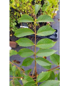 Juglans major x regia 'MJ209 Baccarat' / Noyer Hybride