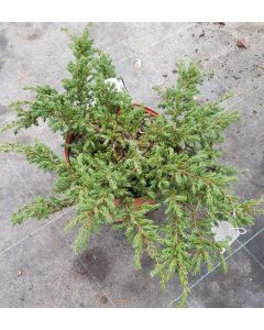 Juniperus communis 'Repanda' / Genévrier commun