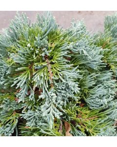 Juniperus horizontalis 'Wiltonii' / Genévrier horizontal 