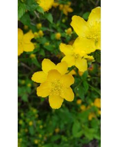 Kerria japonica 'Golden Guinea' / Corête du Japon à fleurs simples