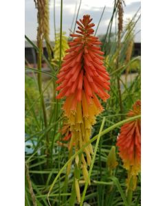 Kniphofia x uvaria 'Flamenco' / Tison de Satan