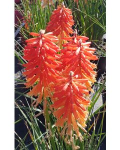 Kniphofia POCO® 'Sunset' / Tritoma compact bicolore