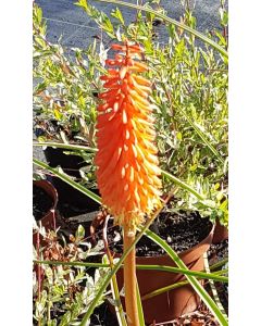 Kniphofia uvaria / Tison de Satan