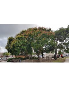 Koelreuteria paniculata (De semis) / Savonnier