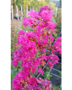 Lagerstroemia indica 'Dragibus rose' / Lilas des Indes 'Dragibus rose'