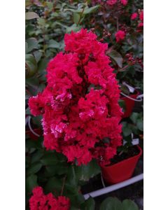 Lagerstroemia indica DYNAMITE 'Whit II' / Lilas des Indes DYNAMITE 'Whit II'