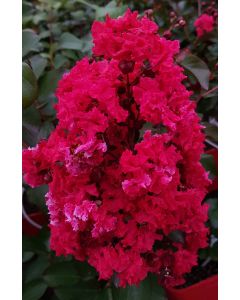 Lagerstroemia indica DYNAMITE 'Whit II' / Lilas des Indes DYNAMITE 'Whit II'