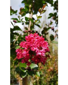 Lagerstroemia indica 'Red Imperator' / Lilas des Indes 'Red Imperator'
