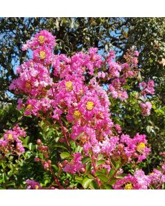 Lagerstroemia indica PETITE PINK 'Monkie' / Lilas des Indes PETITE PINK 'Monkie'