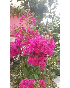 Lagerstroemia indica 'Rosea' / Lilas des Indes à fleurs roses