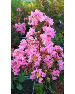 Lagerstroemia indica x fauriei 'Sioux' / Lilas des Indes 'Sioux'