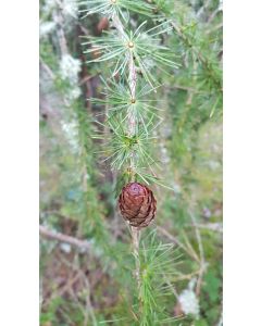 Larix decidua / Mélèze d'Europe