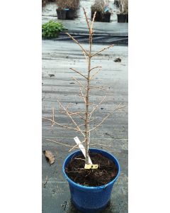 Larix eurolepis / Mélèze hybride