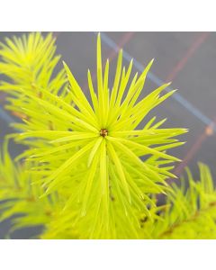 Larix kaempferi / Mélèze du Japon