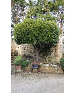 Laurus nobilis / Laurier sauce