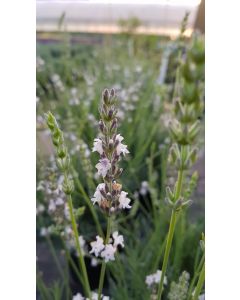 Lavandula x intermedia 'Edelweiss' / Lavandin à fleurs blanches