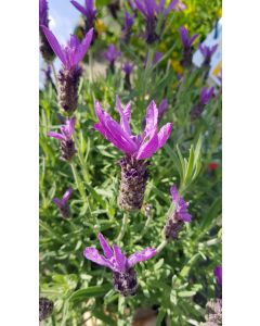 Lavandula stoechas / Lavande papillon