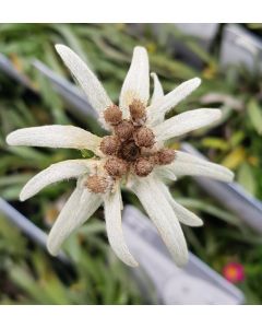 Leontopodium alpinum / Edelweiss blanc
