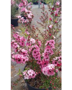 Leptospermum scoparium 'Rose' / L’Arbre à thé