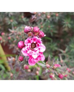 Leptospermum scoparium 'Rouge' / L’Arbre à thé