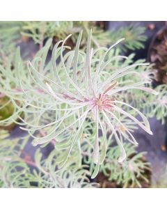 Leucadendron galpinii 'Purple Haze' / Leucadendron de Galpin