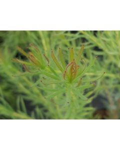 Leucadendron lanigerum x laxum 'Jubilee Crown' / Leucadendron