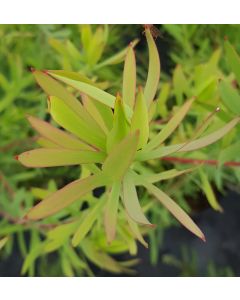 Leucadendron salignum ‘Cream Delight‘ / Leucadendron