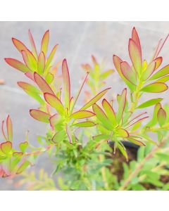 Leucadendron salignum ‘Winter Red‘ / Leucadendron