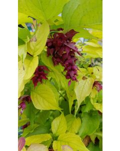 Leycesteria formosa GOLDEN LANTERNS® 'Notbruce' / Arbre aux faisans doré 