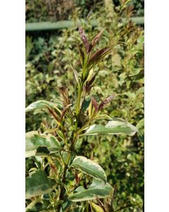 Ligustrum lucidum 'Excelsum Superbum' / Troène du Japon panaché blanc