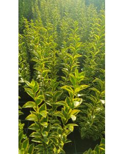Ligustrum ovalifolium 'Aureum' / Troène doré
