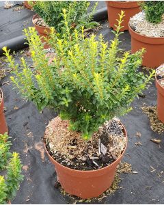 Ligustrum sinense 'Eugène Clive' / Troène de Chine nain