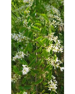 Ligustrum vulgare 'Atrovirens' / Troène commun
