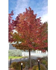 Liquidambar styraciflua / Copalme d'Amérique